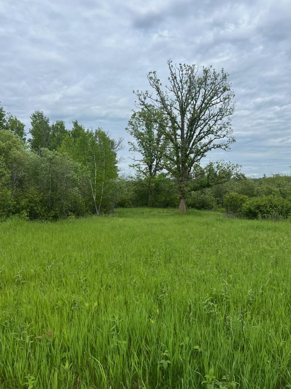 TBD Coneflower Ln, Pine River, MN 56474