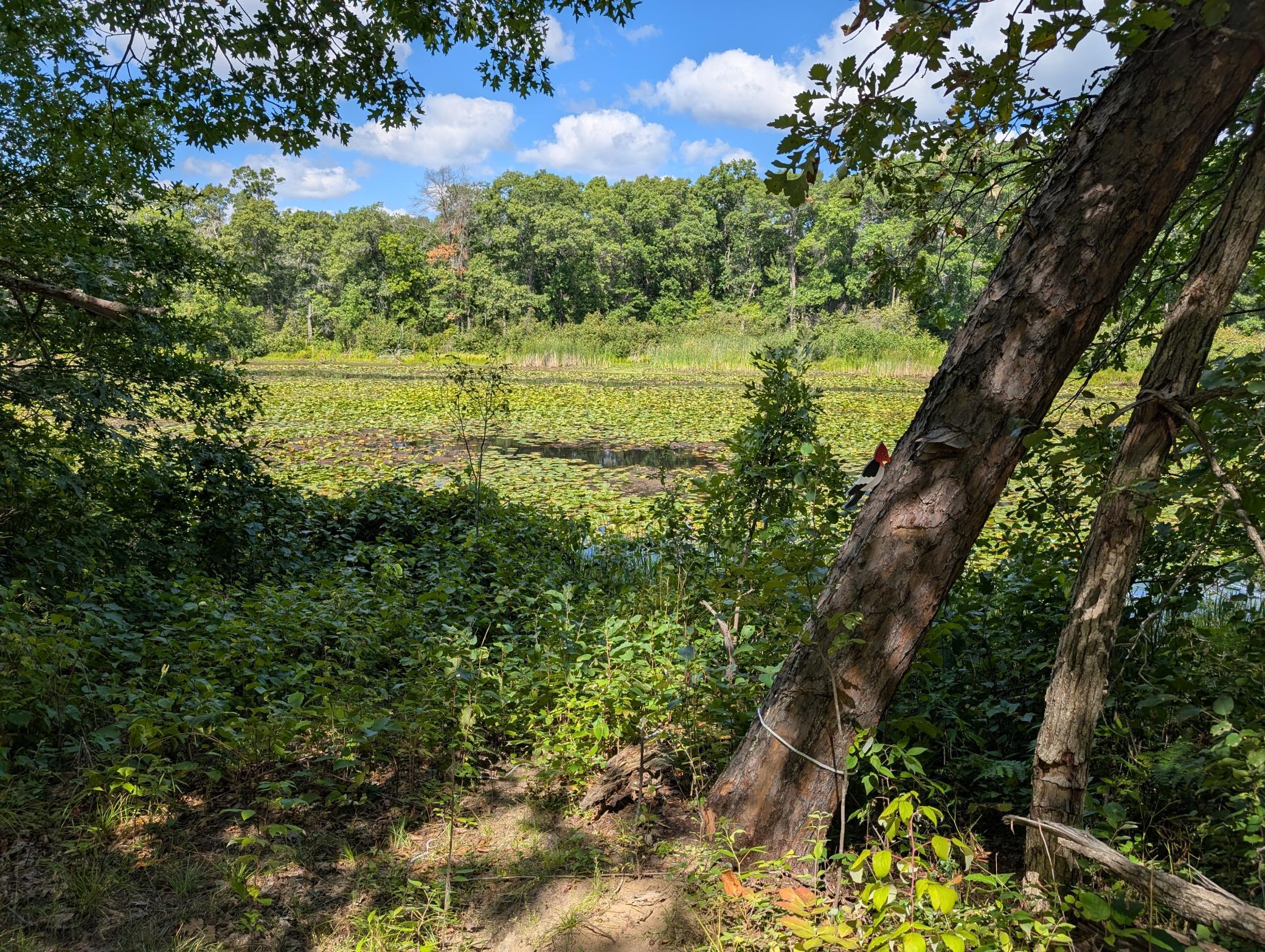 1 Fawn Lake Rd, Crosslake, MN 56442