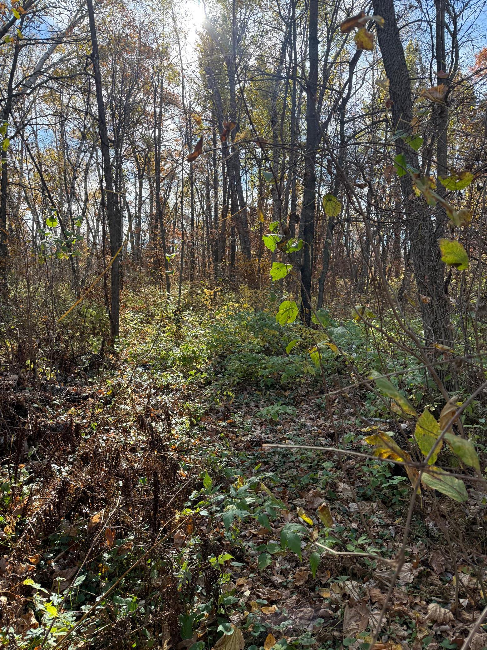 TBD Big Pine Trail, Crosslake, MN 56442