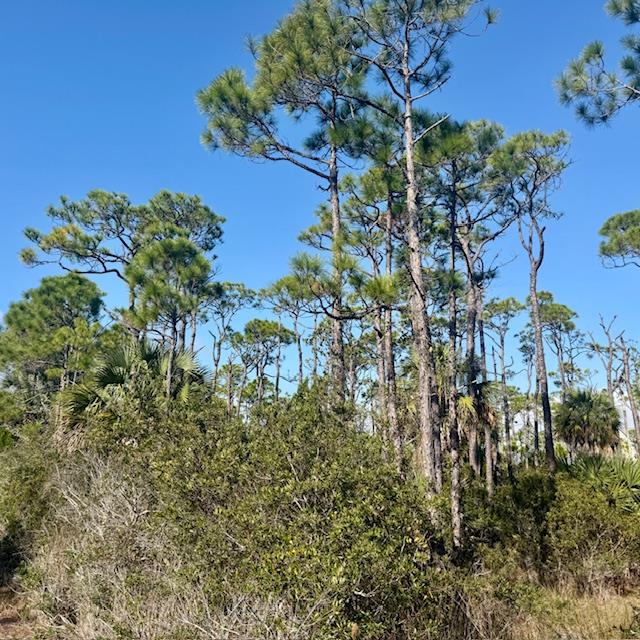 1735 Kingfisher Rd, St. George Island, FL 32328 photo