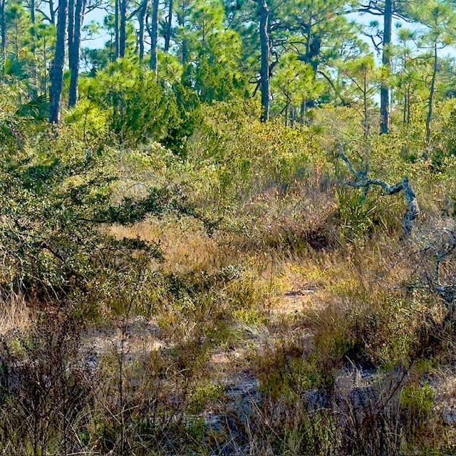 1405 Evodia Ct, St. George Island, FL 32328