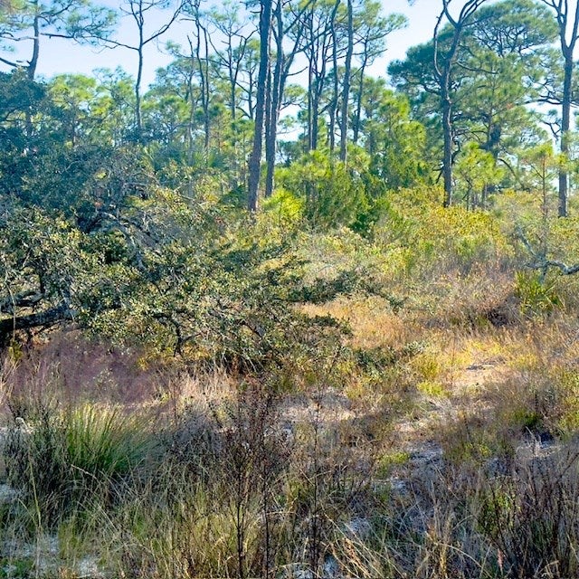 1405 Evodia Ct, St. George Island, FL 32328 photo