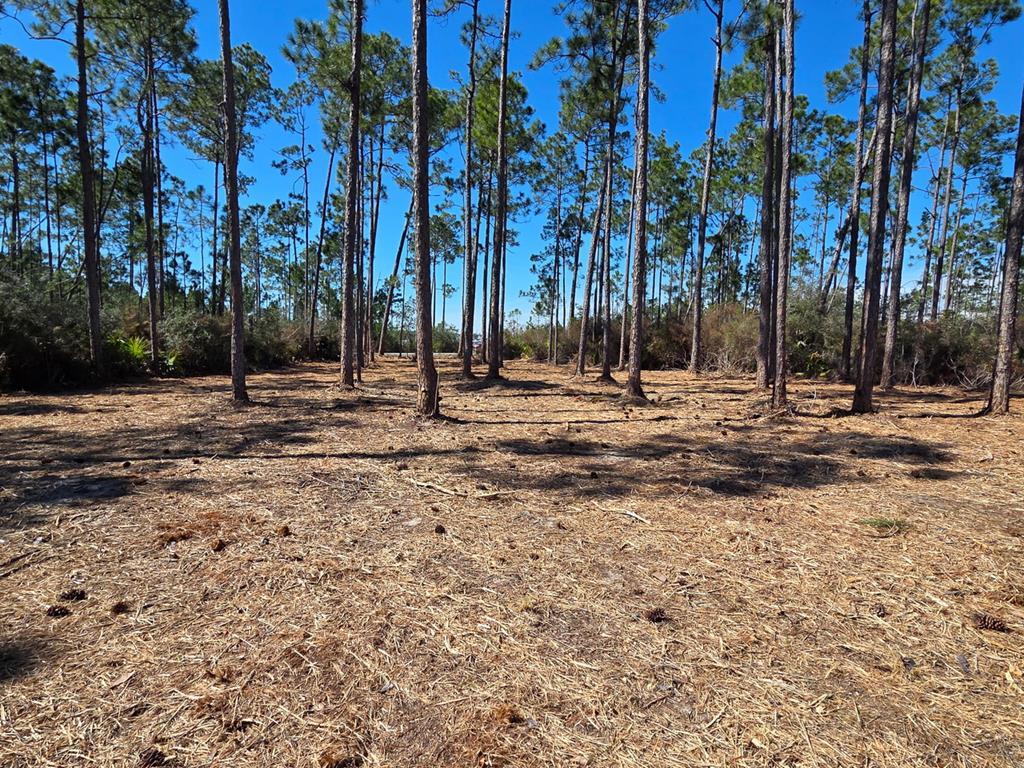 15 Trey's Ln, Wewahitchka, FL 32465