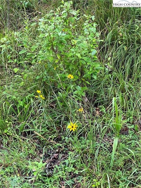 in Piney Creek NC Lot 20 Isabel Way 3.jpg