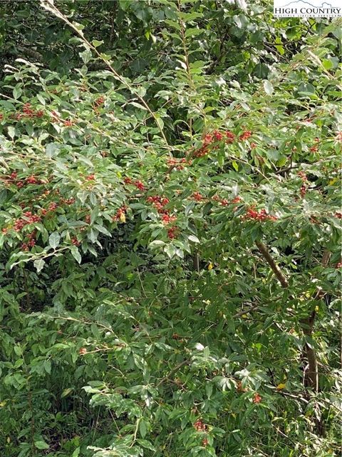 in Piney Creek NC Lot 20 Isabel Way 4.jpg