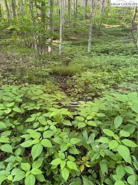  in Creston NC Lot 57 Beechwood Circle.jpg