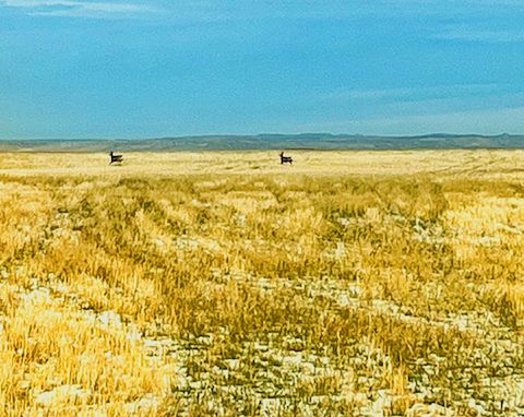 Farm in Garryowen MT 435 W Onion Creek Road 20.jpg