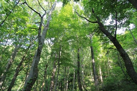 in Independence VA 108 Point Lookout Ln #108.jpg