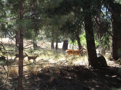  in Klamath Falls OR 930 Wild Plum Drive.jpg