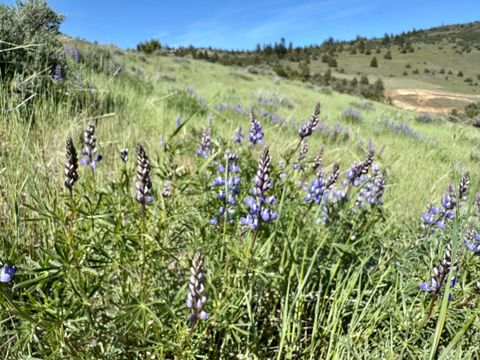  in Klamath Falls OR Plum Hill Road #Lot 702 10.jpg