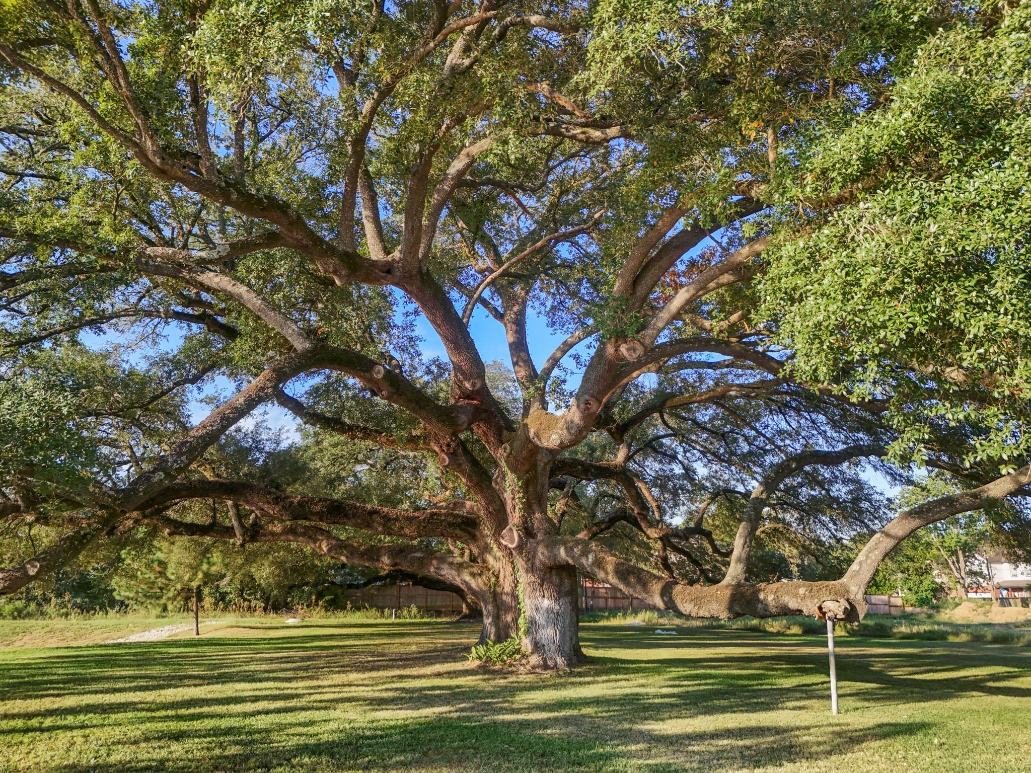 8719 Scrub Oak View Dr, Tomball, TX 77375 photo