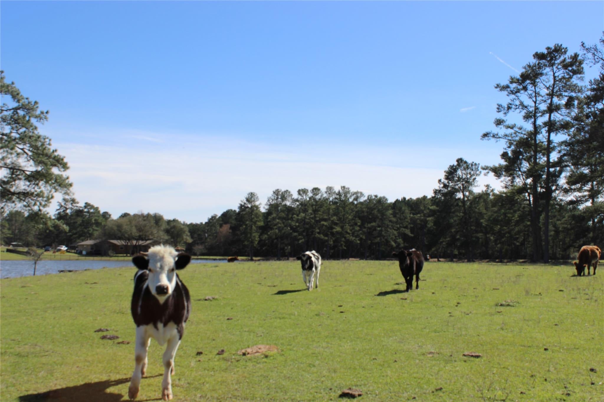 28335 Riley Rd, Waller, TX 77484 photo