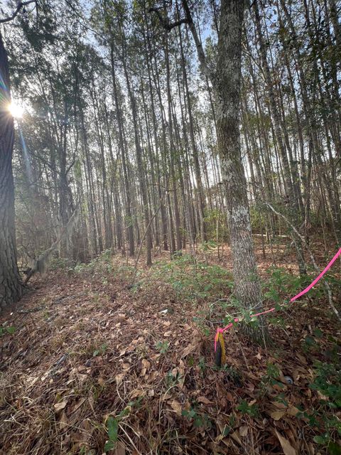  in Adams Run SC 0 Ashe Brown Road 3.jpg