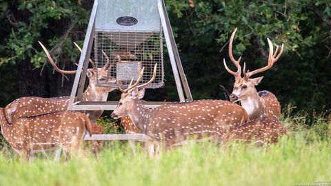  in Medina TX 1100 Stringtown Rd 4.jpg