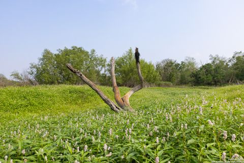 Farm in Atascosa TX 00 Shepherd 13.jpg
