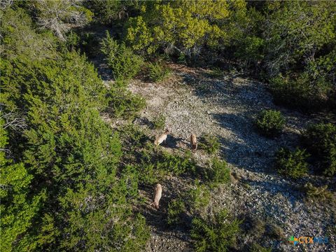  in Pipe Creek TX 000 Blackbuck Trail.jpg