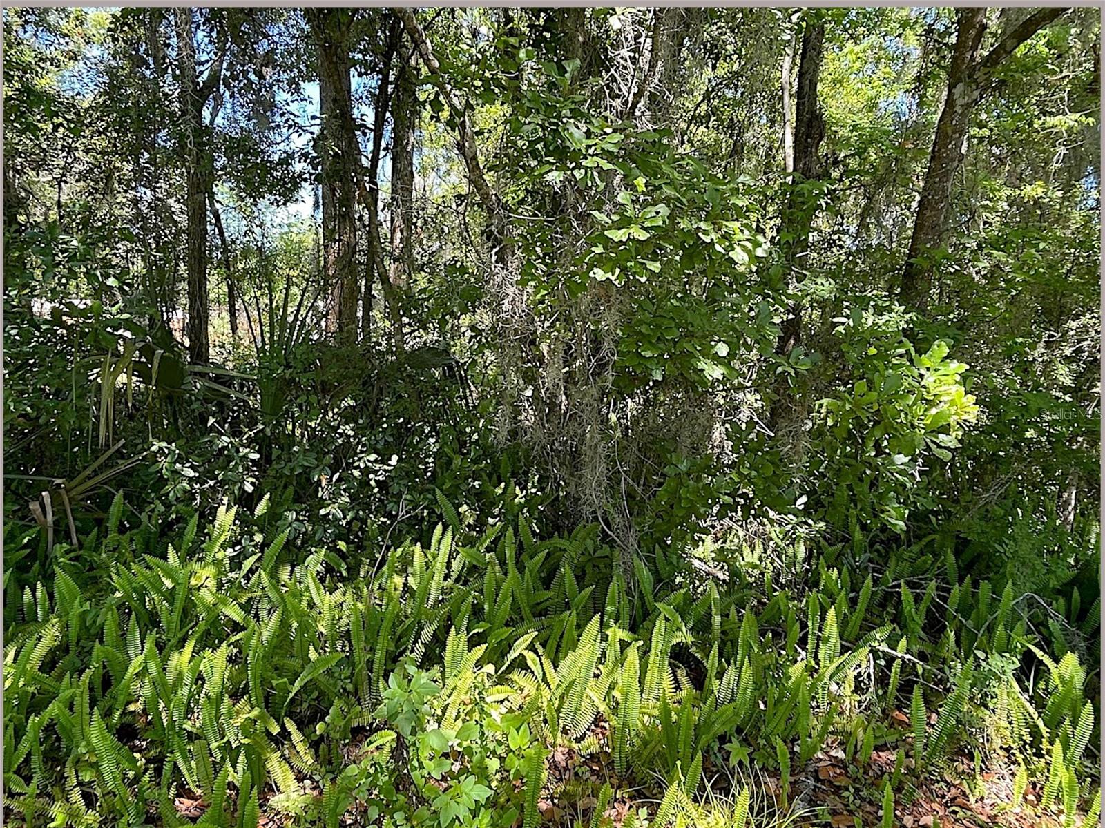 Union St, Brooksville, FL 34601