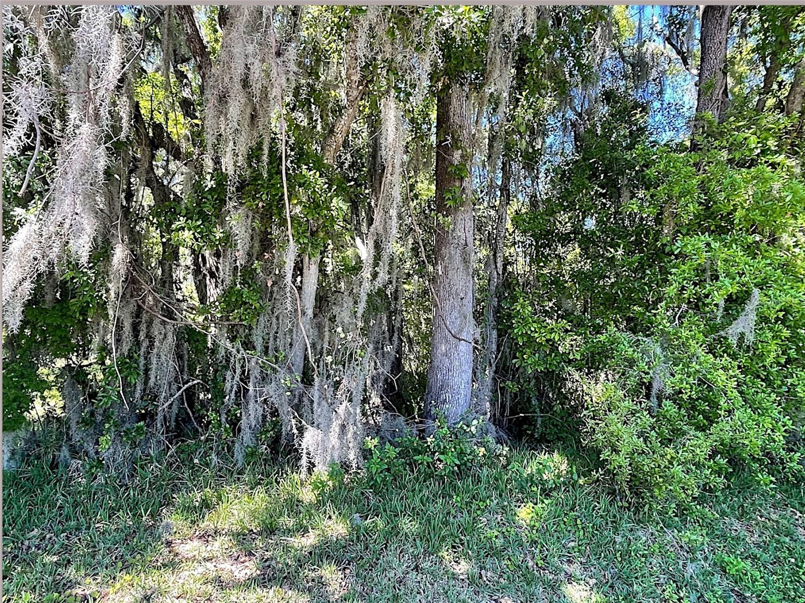 Union St, Brooksville, FL 34601 photo