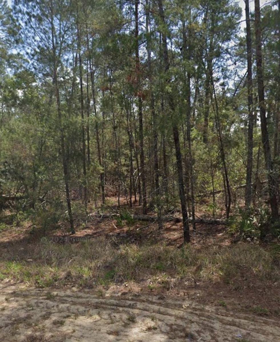 11 Scabiosa Ct, Homosassa, FL 34446 photo