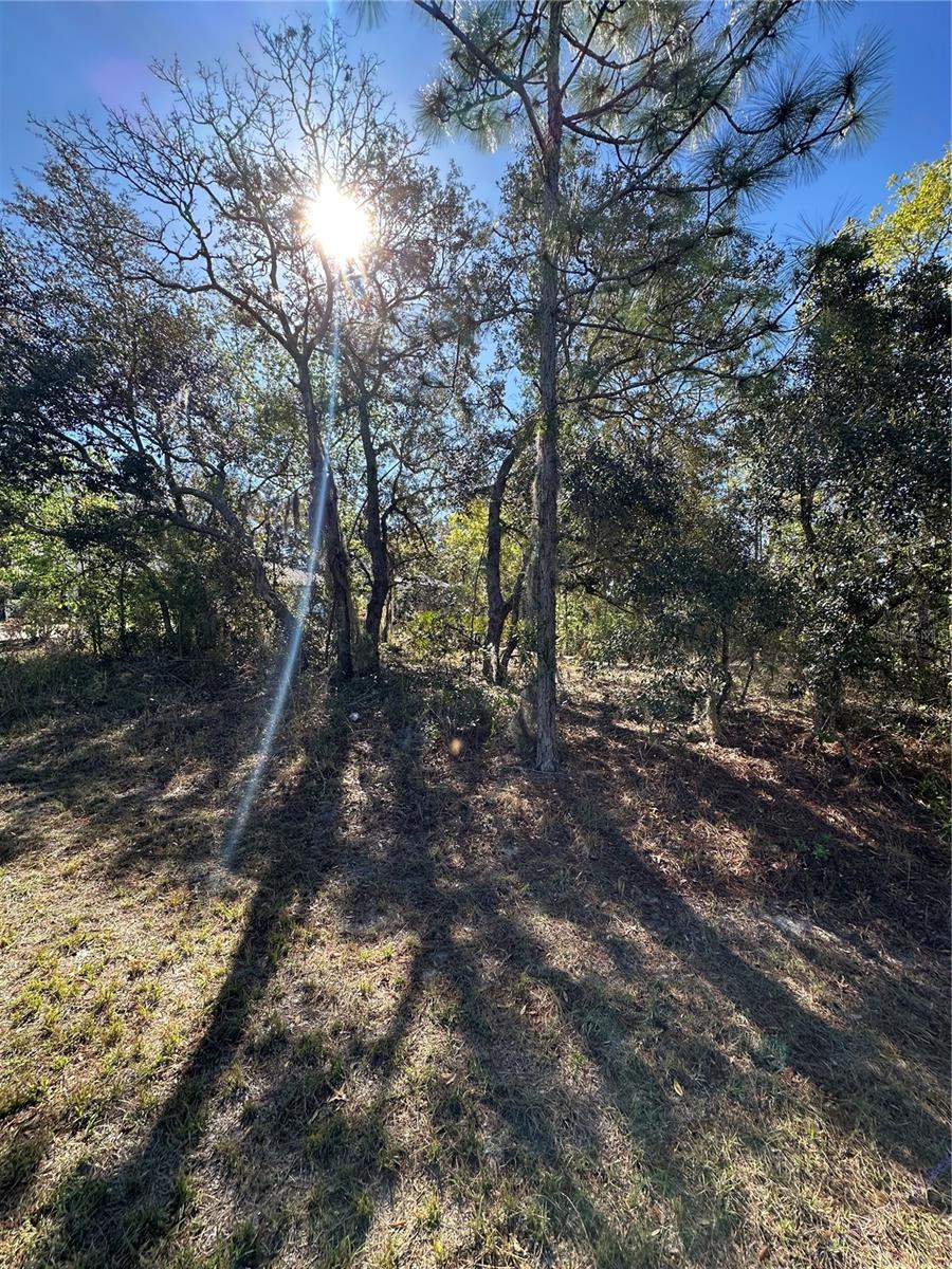 7 Sweetbay Ct, Homosassa, FL 34446 photo