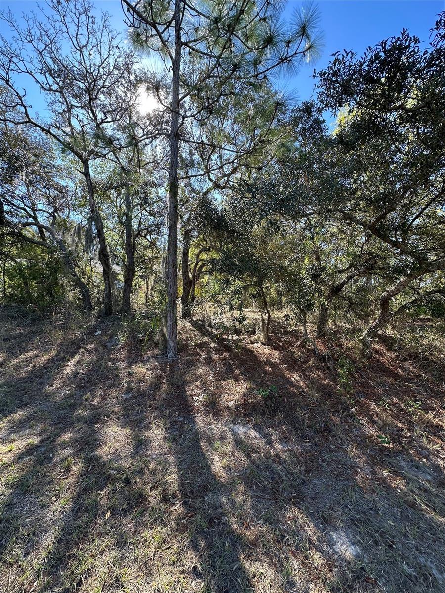 7 Sweetbay Ct, Homosassa, FL 34446 photo