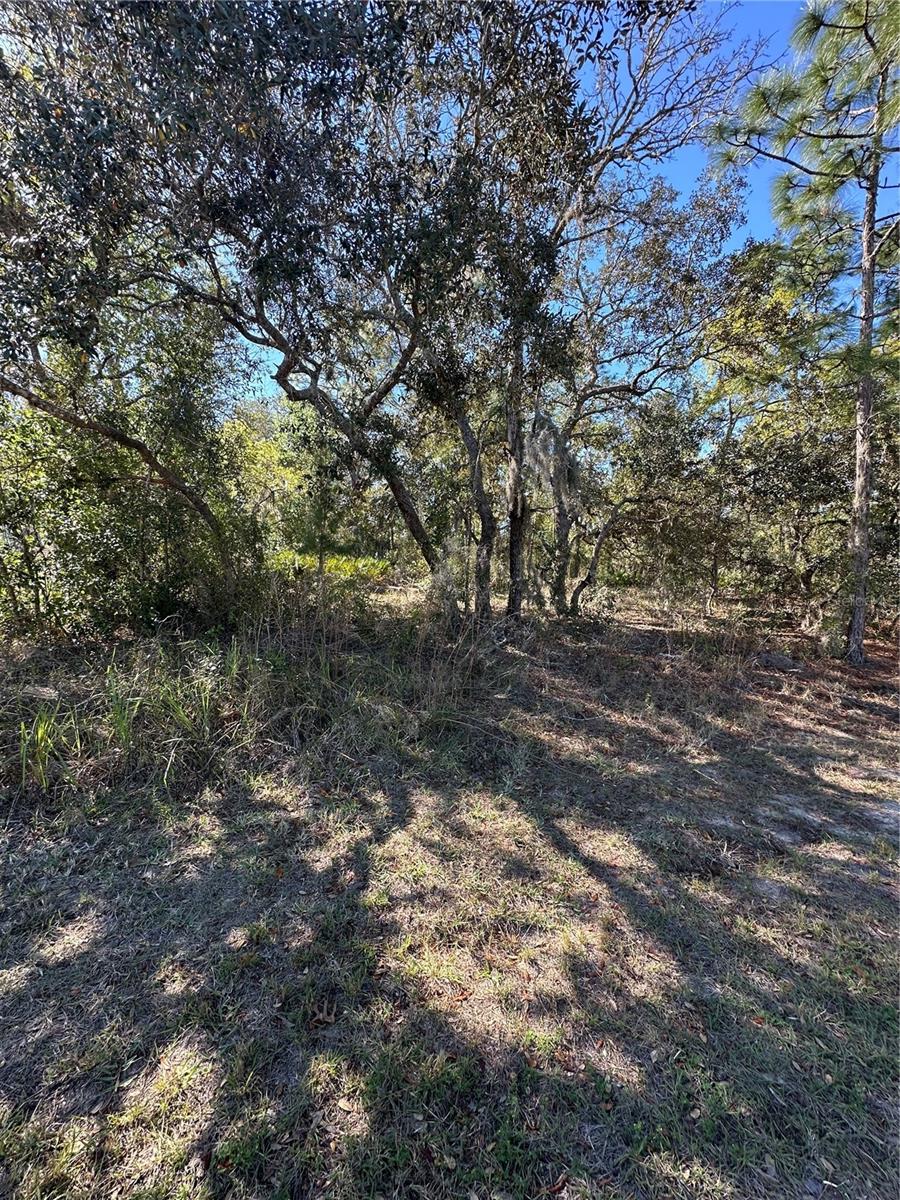 7 Sweetbay Ct, Homosassa, FL 34446 photo