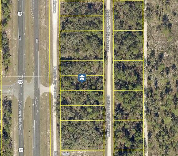 14 Necklace Warbler, Weeki Wachee, FL 34614