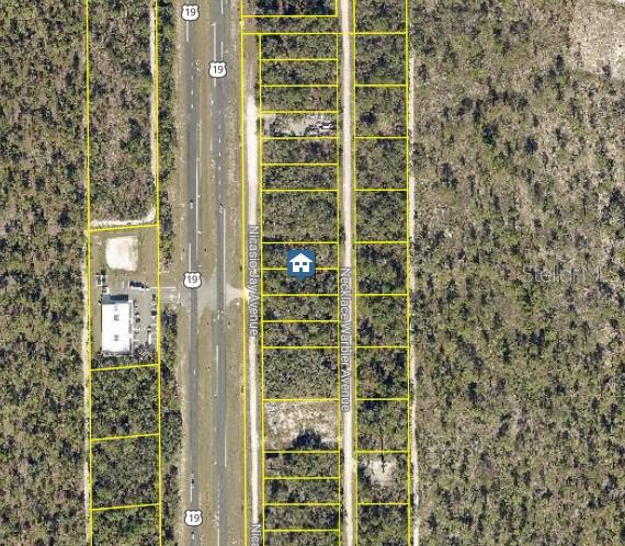 14 Necklace Warbler #LOT, Weeki Wachee, FL 34614 photo