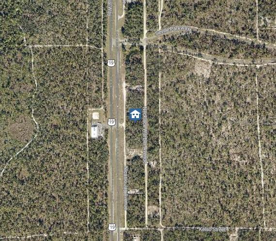 14 Necklace Warbler #LOT, Weeki Wachee, FL 34614 photo