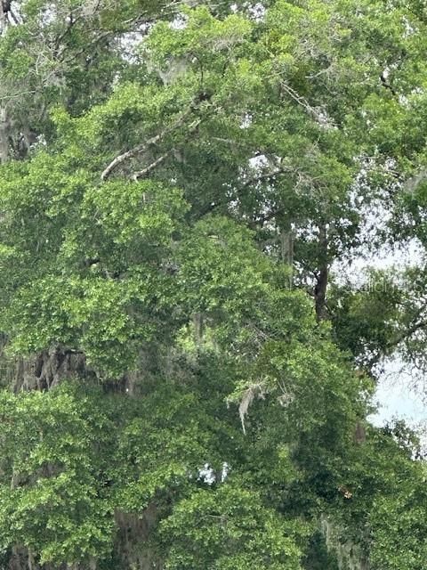  in GAINESVILLE FL 3406 SE 15TH AVENUE.jpg