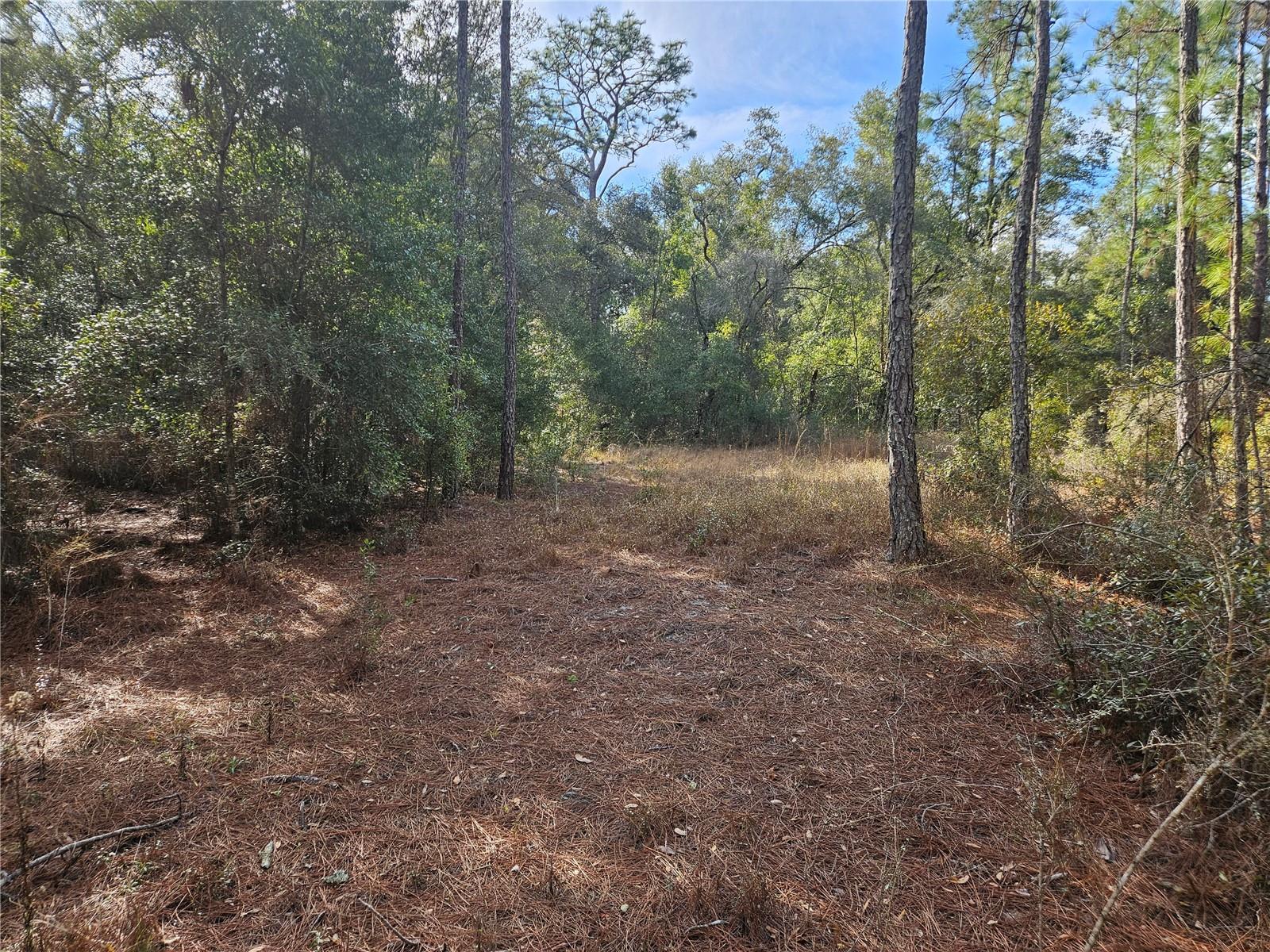 Rosehill Dr, Webster, FL 33597