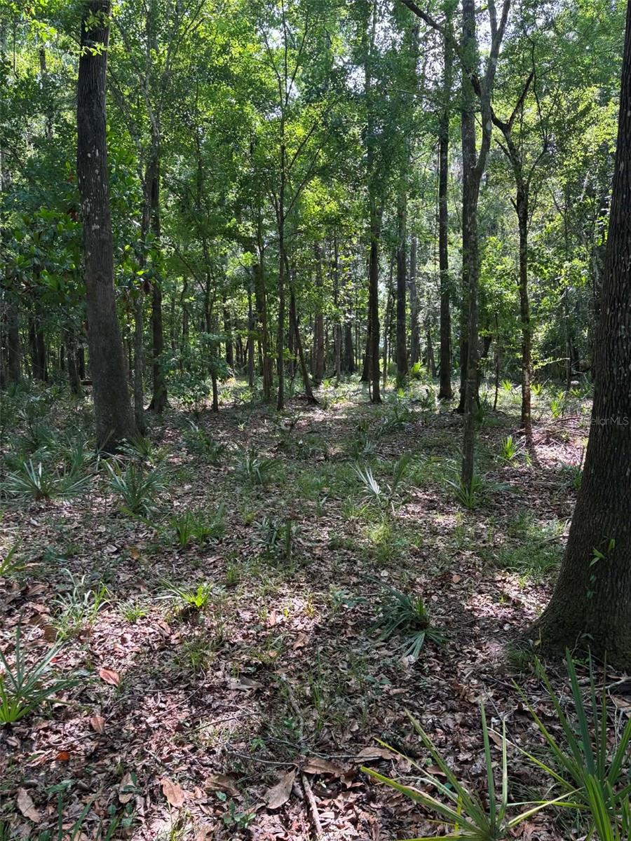 12168 Ponce De Leon Blvd, Brooksville, FL 34601 photo