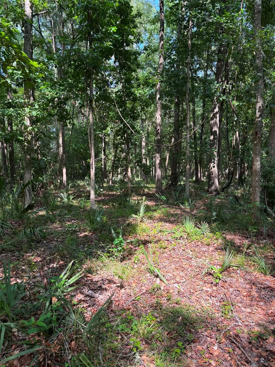 12168 Ponce De Leon Blvd, Brooksville, FL 34601 photo