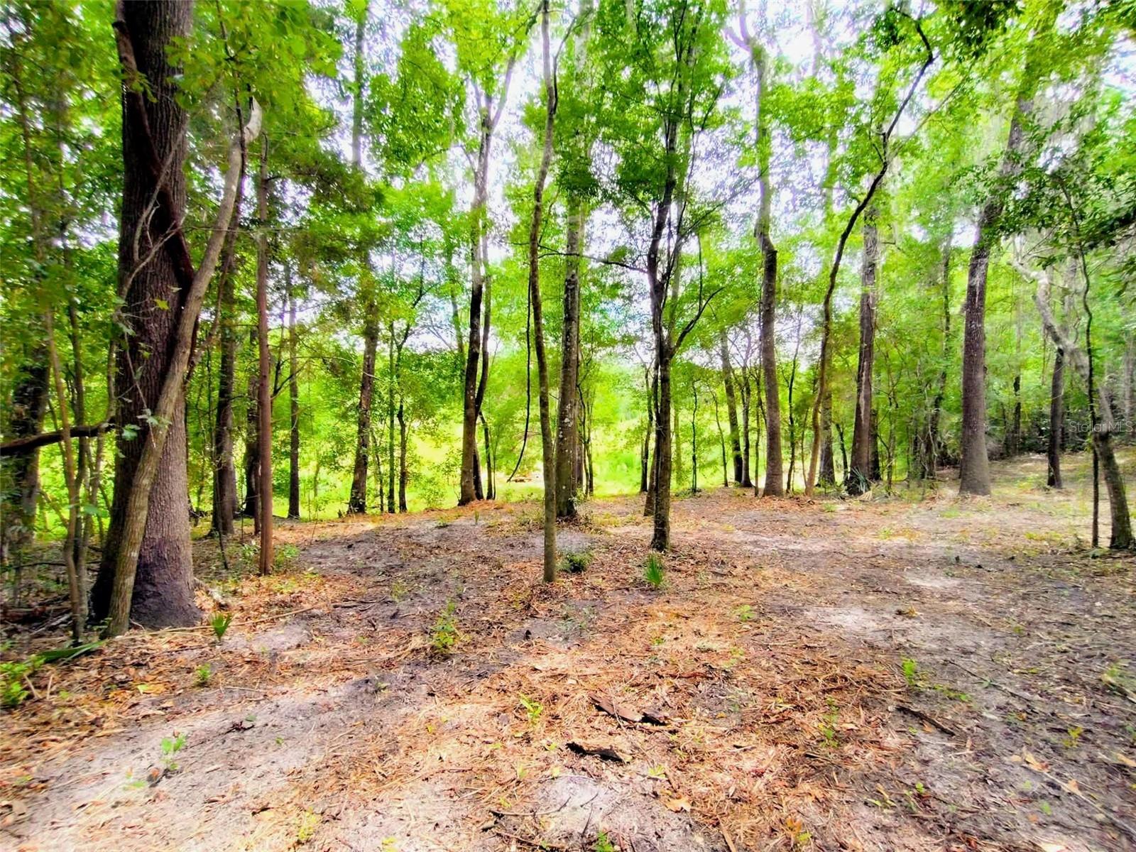 Fitzhugh Ave, Brooksville, FL 34601 photo
