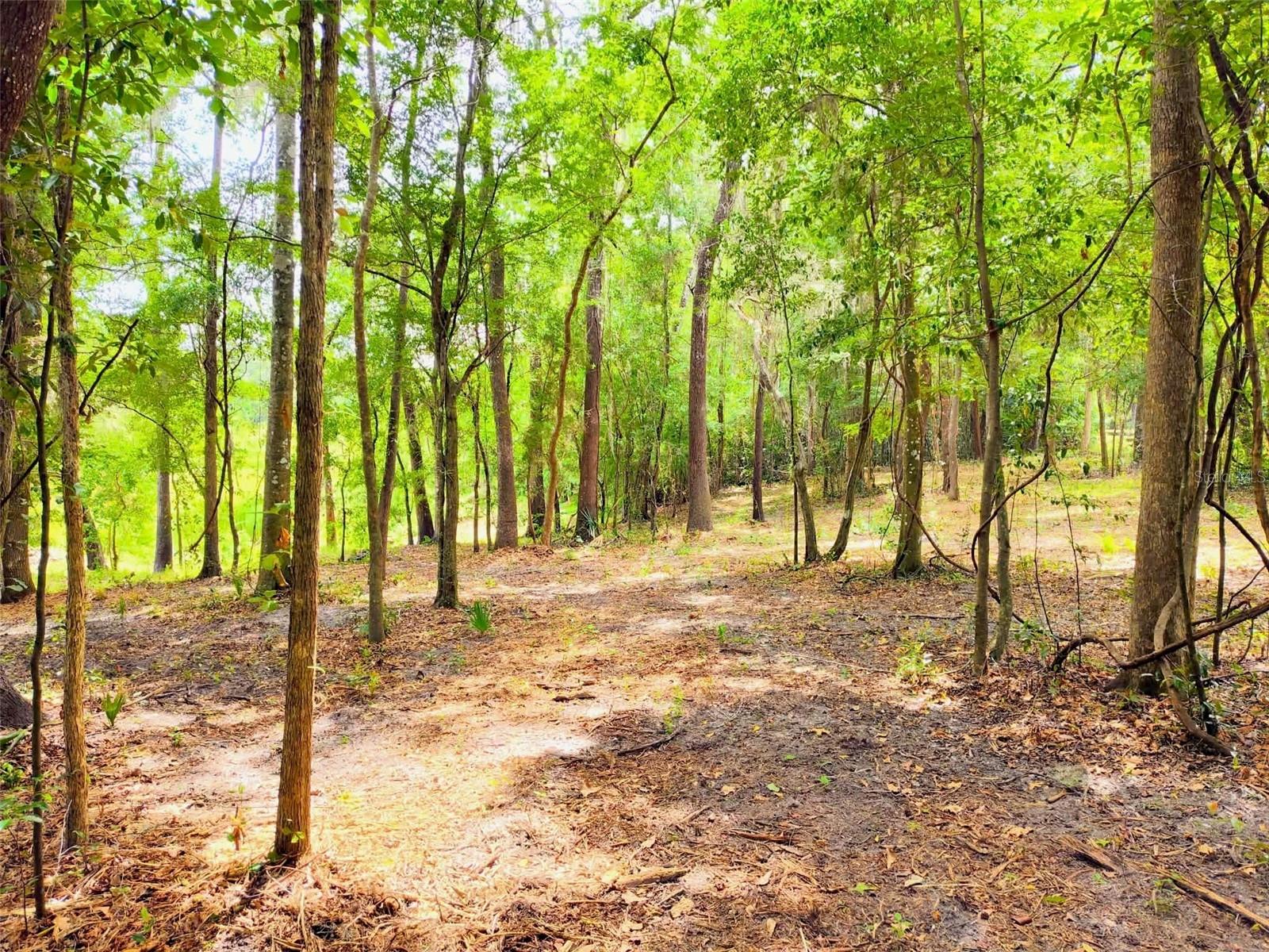 Fitzhugh Ave, Brooksville, FL 34601 photo