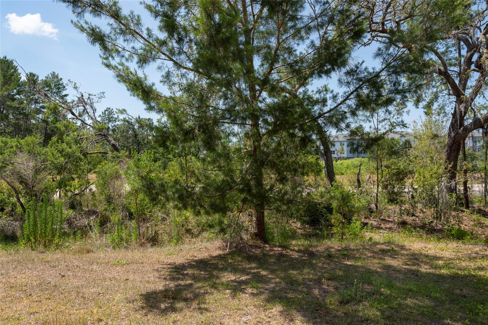 11704 Castine St, New Port Richey, FL 34654 photo