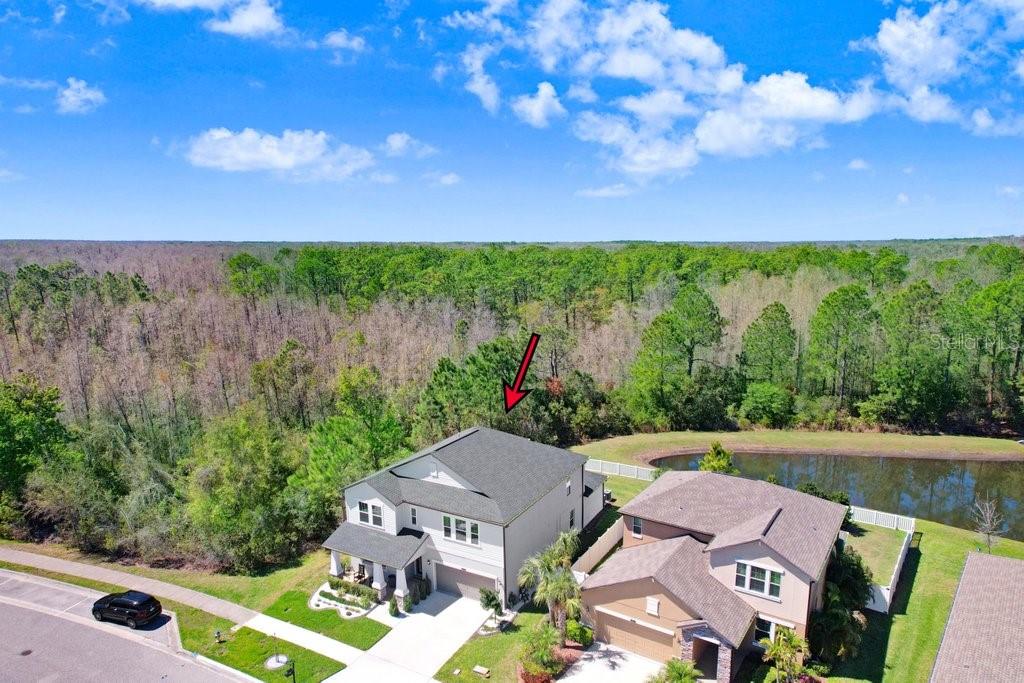 8721 Savory Walk Dr, Land O Lakes, FL 34637 photo
