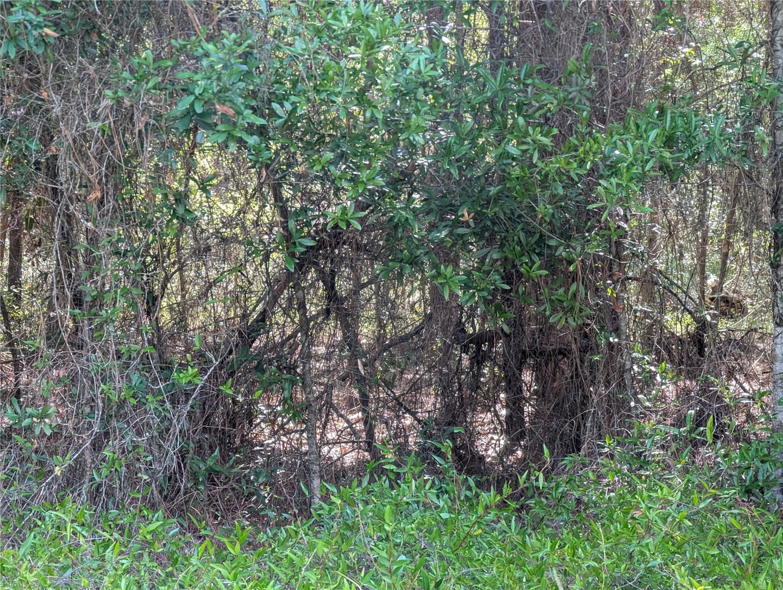 202nd Ct St, Dunnellon, FL 34431 photo