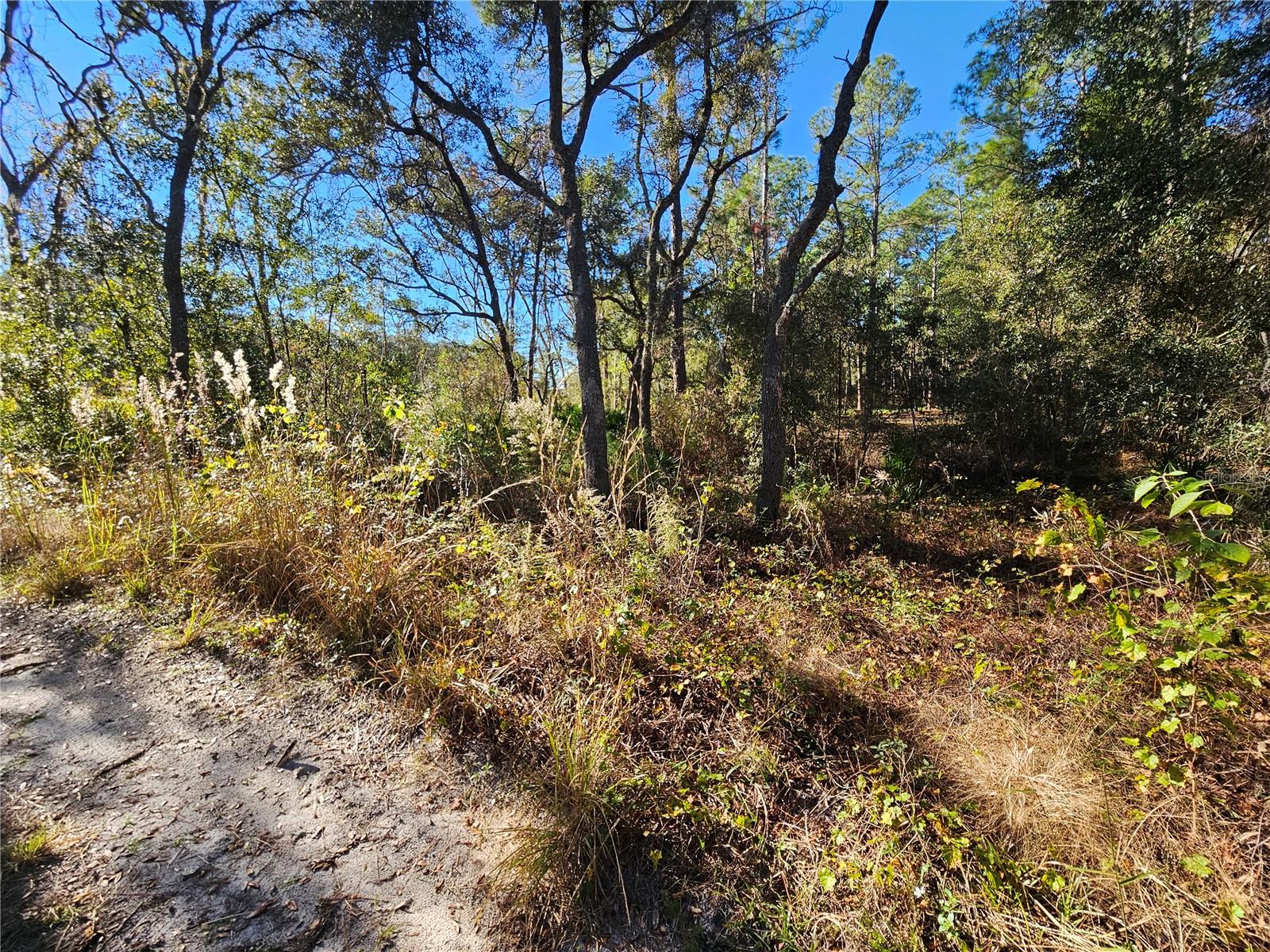 Berryhill Dr, Webster, FL 33597 photo